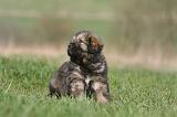 DOGUE DU TIBET 376